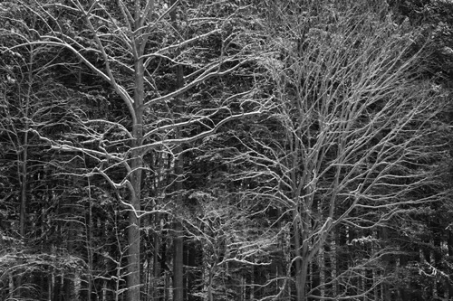 Cross Estate Jockey Hollow National Historic Park New Jersey (6213BWSA).jpg